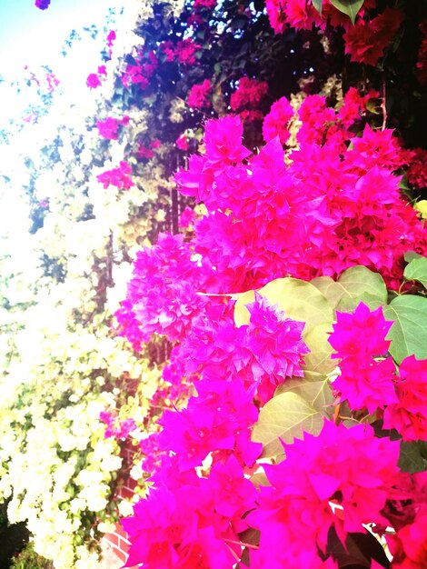 High angle view of pink flowering plants