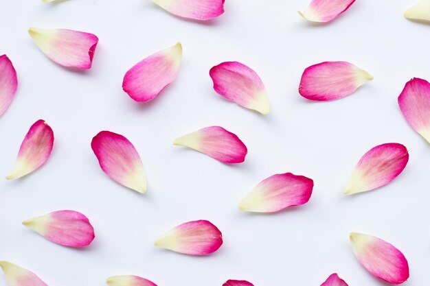 High angle view of pink flowering plants