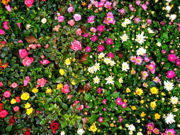 Высокоугольный вид розовых цветущих растений