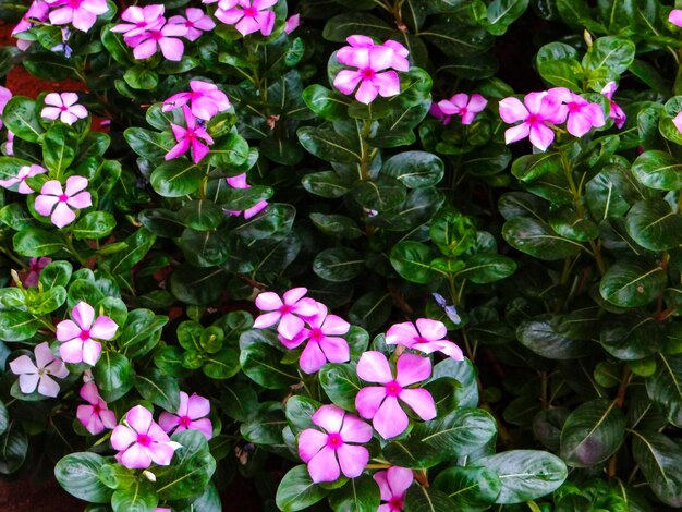 Photo high angle view of pink flowering plants