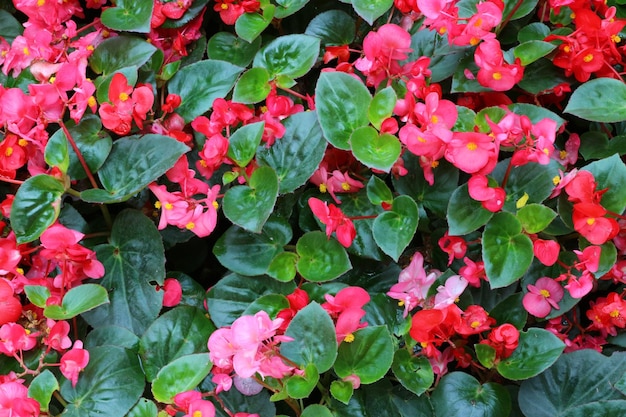 High angle view of pink flowering plants