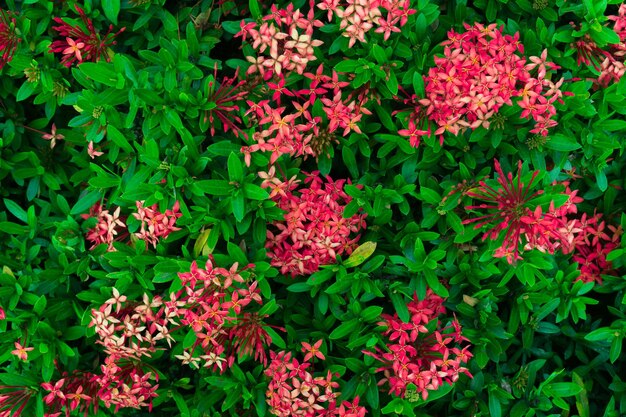 Photo high angle view of pink flowering plants