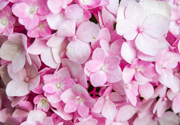 High angle view of pink flowering plants