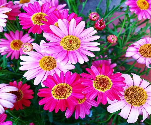 High angle view of pink flowering plants