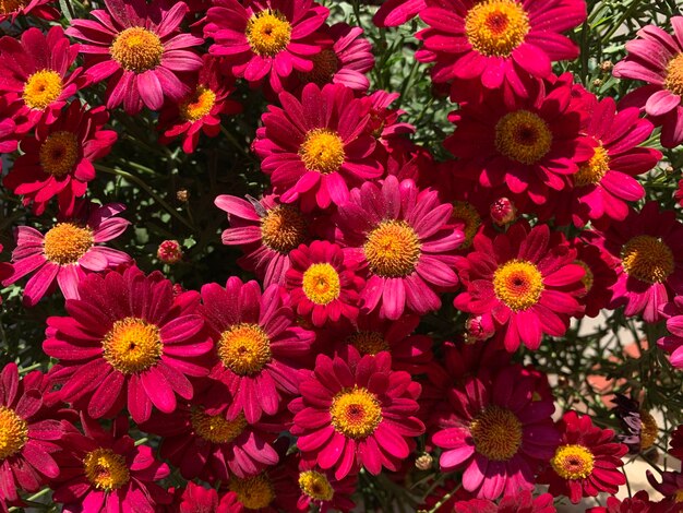 Foto vista ad alto angolo di piante a fiori rosa