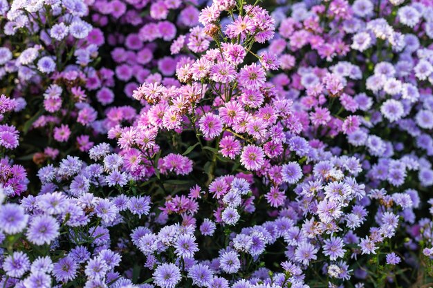 High angle view of pink flowering plants