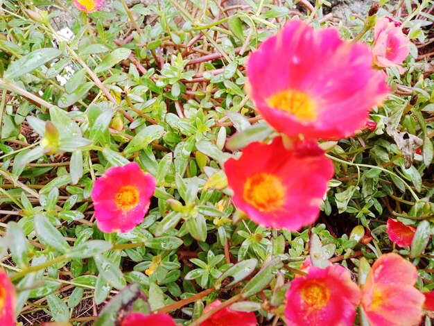 High angle view of pink flowering plants