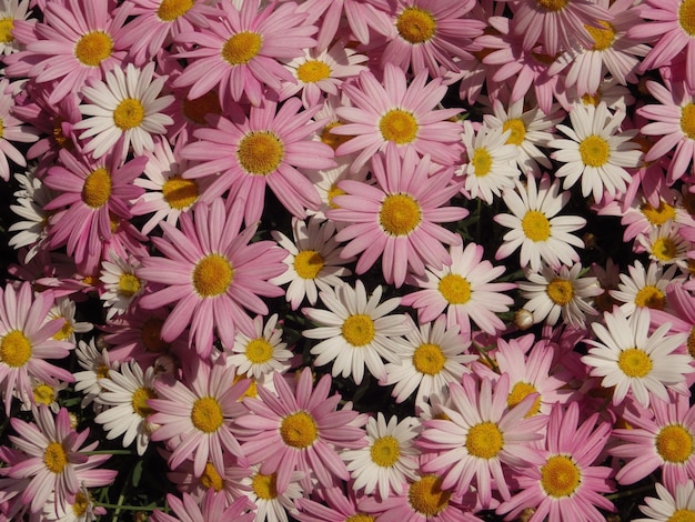 Photo high angle view of pink flowering plants