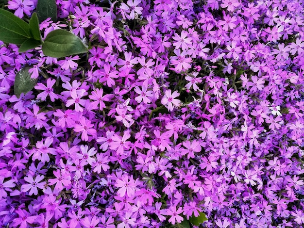 High angle view of pink flowering plants