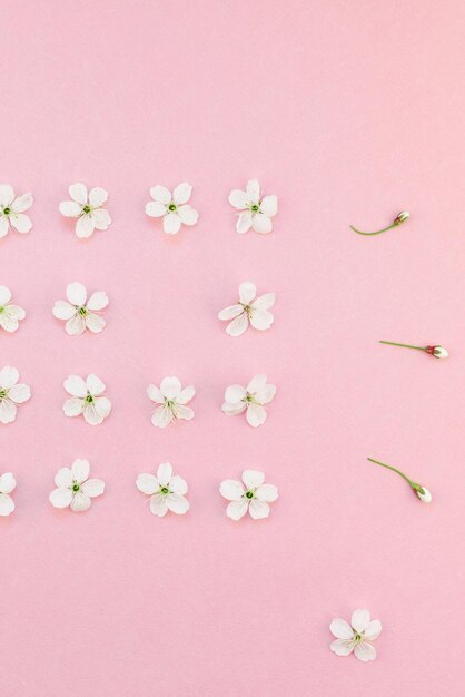 Photo high angle view of pink flowers against colored background