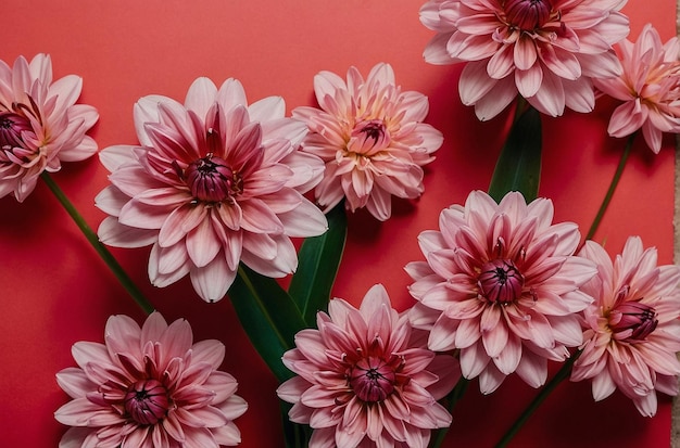 High angle view of pink flowers against red background