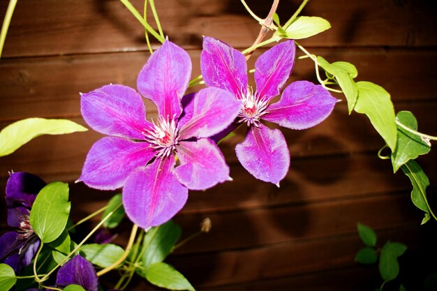 Photo high angle view of pink flowers blooming in back yard