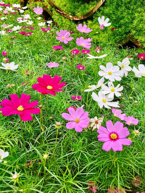 High angle view of pink flowers blooming in field