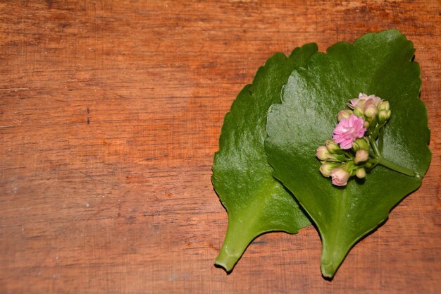 Photo high angle view of pink flowers and buds on leaf at table