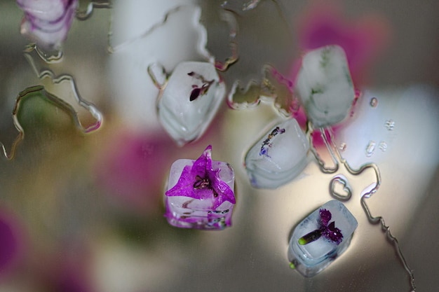 Photo high angle view of pink flowers on glass wall