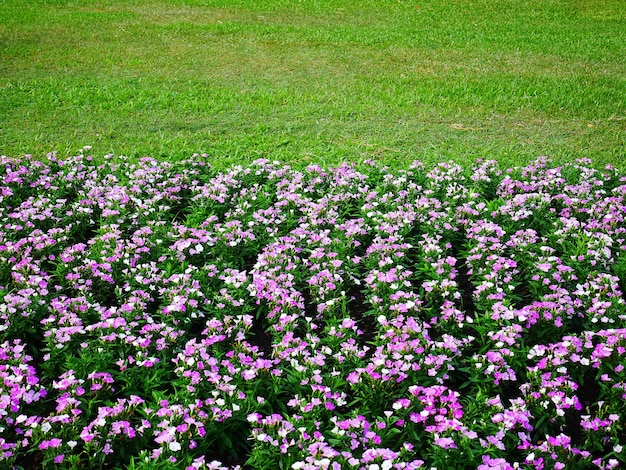 緑の芝生のフィールドでピンクの花の高角度ビュー