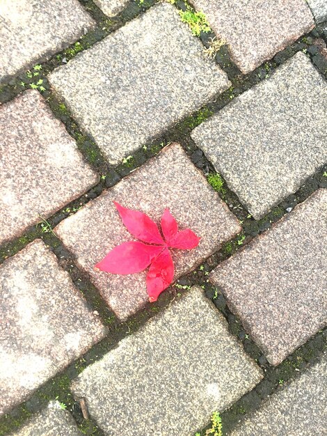 High angle view of pink flowers on ground