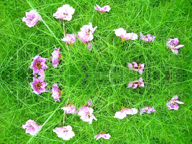 Foto vista ad alta angolazione dei fiori rosa che crescono nel campo