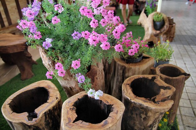 High angle view of pink flowers in pot