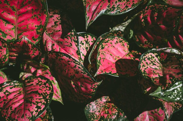 High angle view of pink flowers