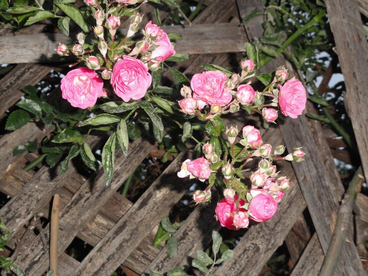 Photo ピンクの花の高角度の眺め