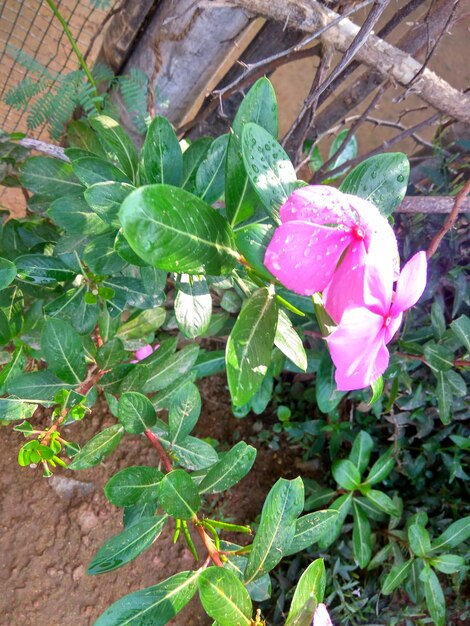 High angle view of pink flowers