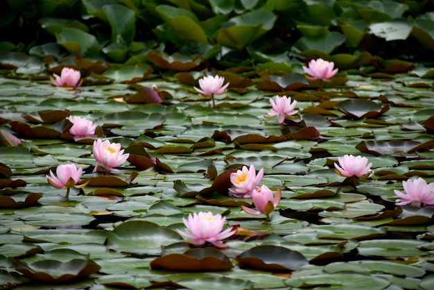 池のピンクの蓮の花の高角度の景色