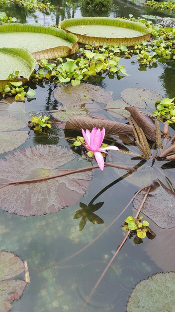 Foto vista ad alta angolazione della giglia d'acqua di loto rosa nello stagno