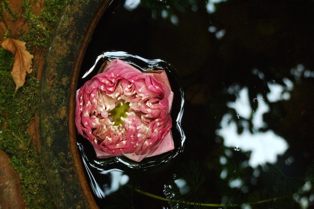 High angle view of pink lotus water lily in pond