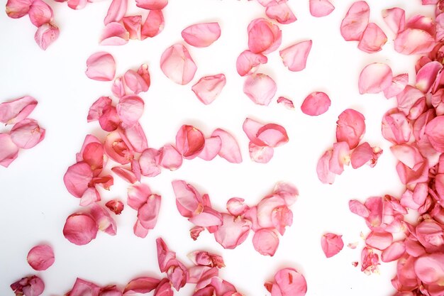 Photo high angle view of pink rose petals against white background