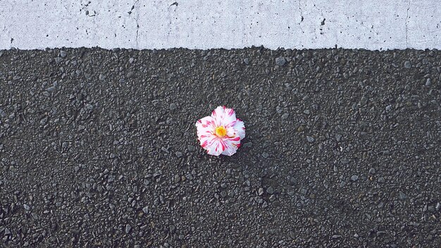 Foto vista ad alta angolazione di una rosa rosa sulla strada