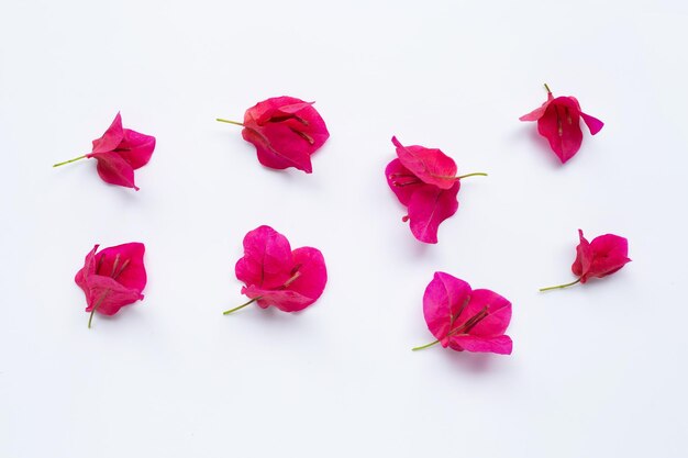 High angle view of pink roses against white background