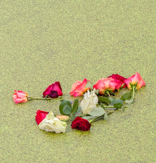 Photo high angle view of pink roses against white background