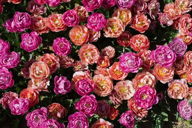 Photo high angle view of pink roses