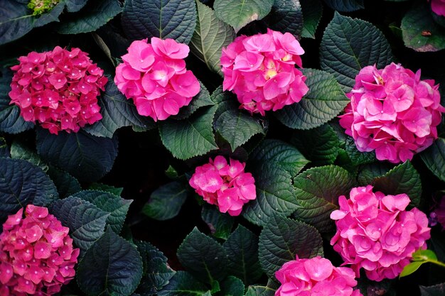 High angle view of pink roses