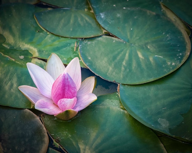 High angle view of pink water lily blooming amidst lilypads on pond