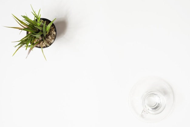 high angle view of plant against white background