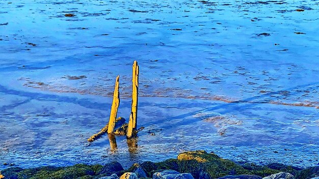 High angle view of plant on beach