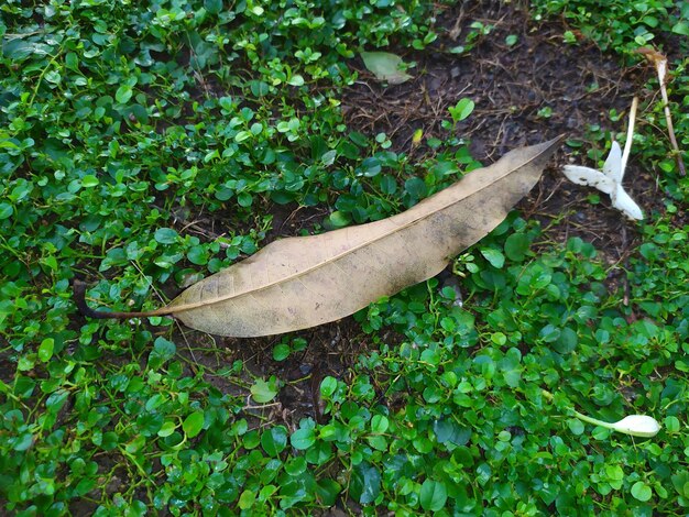 High angle view of plant on field