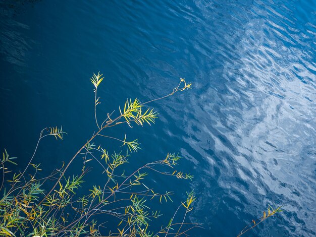 High angle view of plant floating on sea