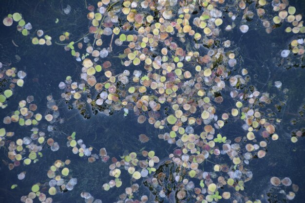 High angle view of plant floating on water