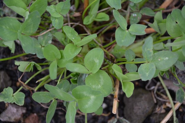 High angle view of plant growing in farm