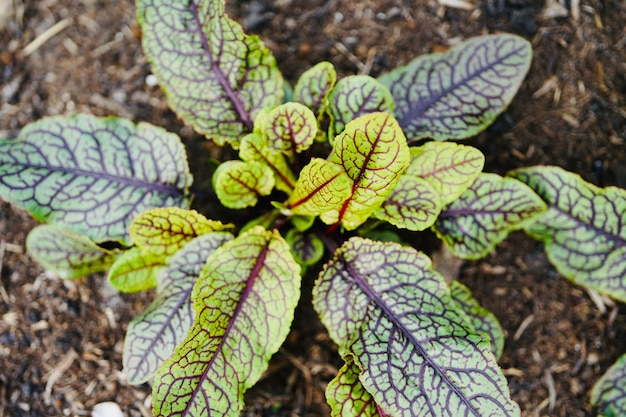 high angle view of plant growing on field