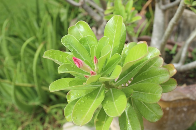 High angle view of plant growing on field