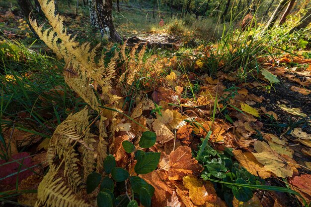 畑で成長する植物の高角度の視点