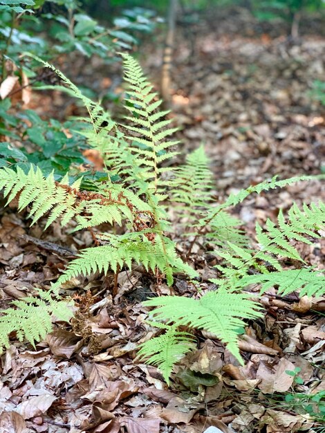 High angle view of plant growing on field