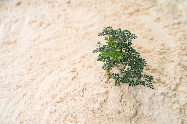 Photo high angle view of plant growing on land