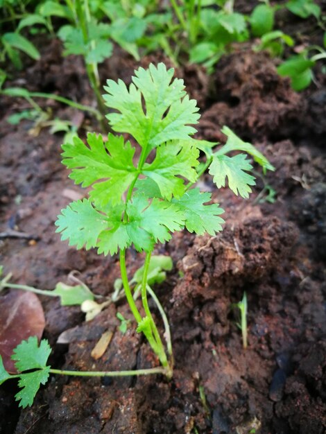 High angle view of plant growing outdoors