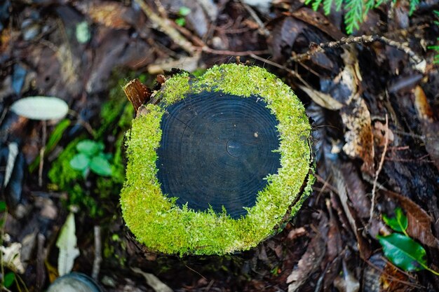 樹木の幹で成長する植物の高角度の景色