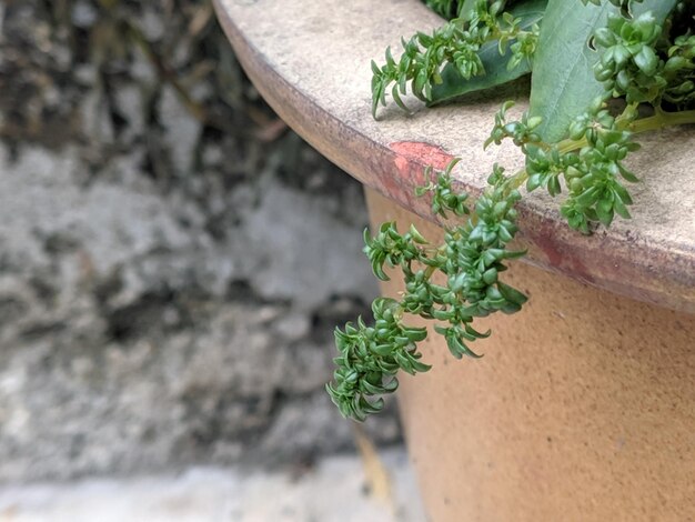 High angle view of plant growing on wood